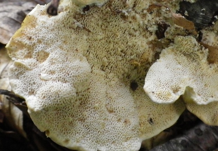 Polyporo a tre colori